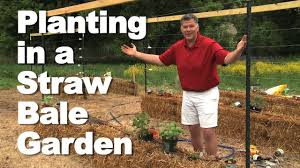 planting in your straw bale garden