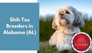 Check spelling or type a new query. 18 Shih Tzu Breeders In Alabama Al Shih Tzu Puppies For Sale Animalfate