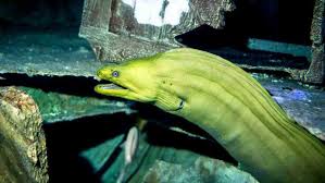 green moray eel s at the