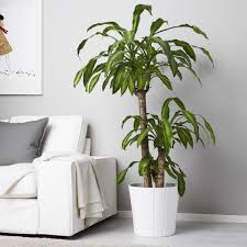 the best tips for ing plants at ikea