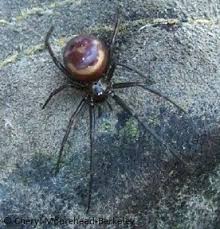Mention the black widow spider and you'll likely be greeted with a few frantic glances and attempts to do so have not yielded materials with the same strength or properties, although a 2018 study 8. Pest Control False Black Widow Spiders Hearts Pest Management