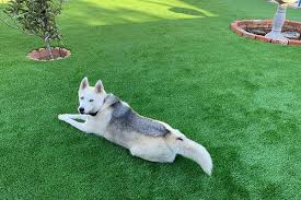 Artificial Grass For Dogs Pet Turf