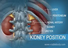 urinary system structures