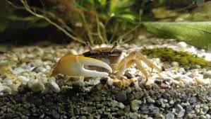 fiddler crab freshwater invertebrate