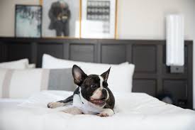 14 dog friendly hotels down the