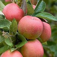 Follow this pruning guide for the best time to prune and tips to avoid making mistakes. Pink Lady Apple Tree Fruit Tree Nursery Turkey