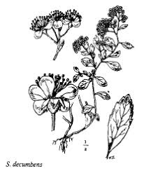 Sp. Pseudolysimachion barrelieri - florae.it