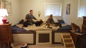 build bed to share with their cats and dogs