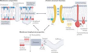 membrane protein structure