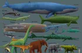 Blue Whale Largest Animal Big Animals Animals Largest