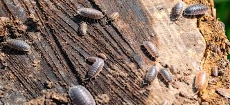 effective woodlice treatments to get