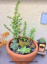 How To Plant Succulents In Containers
