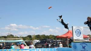 dock diving dogs event returning to