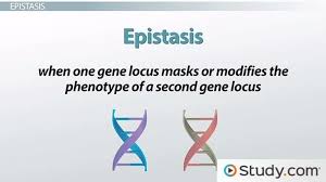 epistasis definition gene