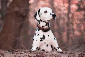 Hund Djur Dalmatiner Fick Syn - Gratis foto på Pixabay - Pixabay