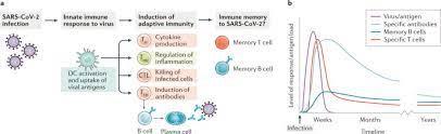 Maybe you would like to learn more about one of these? Not Just Antibodies B Cells And T Cells Mediate Immunity To Covid 19 Nature Reviews Immunology