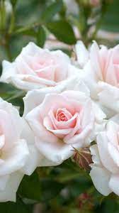 Light pink roses, garden flowers ...