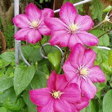 Maybe you would like to learn more about one of these? Clematis Ville De Lyon Native Plants