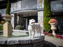 pet friendly hotels in nc dog