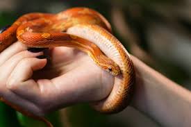 Best Snakes For Pets 7 Friendly And