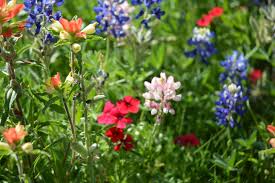 Spring in texas means that wildflower season is here. Don T Go Wild Photographing Wildflowers Agrilife Today