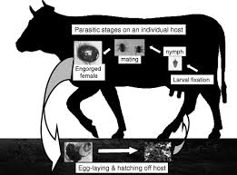 6 Theoretical Life Cycle Of The Southern Cattle Tick Rhipicephalus