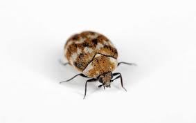 carpet beetles miche pest control