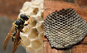 bees asian beetles wasps hornets