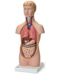 Click on label for the labeled model. Torso Anatomy Models Human Torso Models