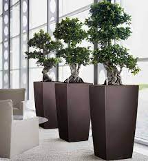 Plant And Planters