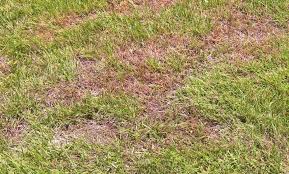 A Visual Guide To Lawn Problems Lawn Solutions Australia