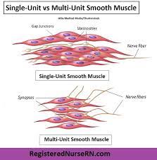 Diagram of artery with smooth muscle identification. Smooth Muscle Anatomy Mnemonic Contraction Multi Unit Vs Single Unit