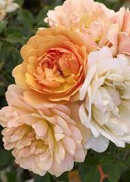 flower carpet amber rose rosa x