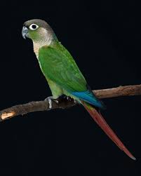 Green Cheeked Conures Avian Resources