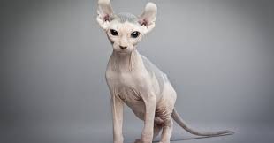 hairless cat breeds the sphynx the