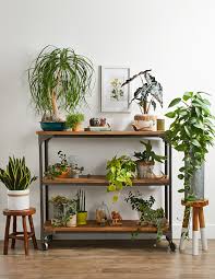 how to decorate with indoor plants to