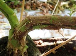 Uk Atypical Late Blight Symptoms In Vine Tomatoes