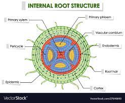 diagram showing internal root structure