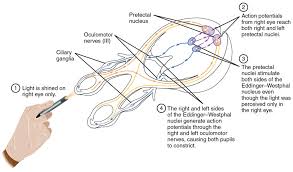 Reflex Action And Reflex Arc Concepts Solved Questions And
