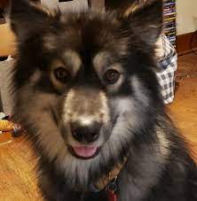 See more ideas about alaskan shepherd, alaskan, dogs. Alaskan Shepherd Kennels Home Facebook