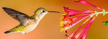 Hummingbirds In The Garden Bmr
