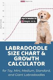 labradoodle size chart with 40 000