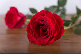 free photo red roses close up