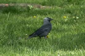 the slaughter of jackdaws authorized in