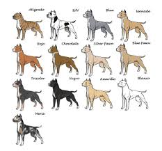 Colors Of Pitbulls Pitbull Dog Size Chart Different Types Of