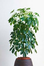 Una pianta da appartamento è una pianta, generalmente di origine tropicale o semitropicale, allevata in vaso all'interno di abitazioni o ambienti coperti. 10 Piante Da Interno Per Una Casa Super Chic Guida Giardino