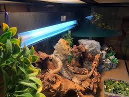 Is My Uvb Too Close To My Beardie First Time Mounting The Light Inside The Tank Beardeddragons