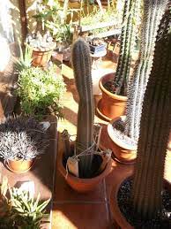 Cactus plants can get prickly when repotting them. How To Pot Up And Support A Tall Cactus Cutting Youtube