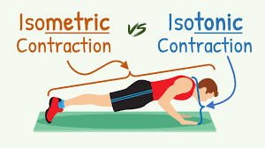 isometric contraction vs isotonic