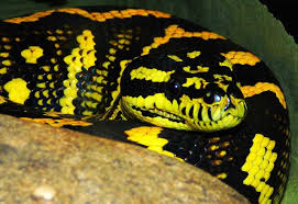 jungle carpet python petmapz by dr